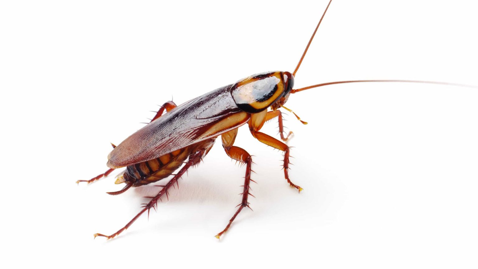 Насекомые вредители тараканы